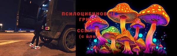 прущие грибы Билибино